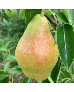 Bartlett Pear Tree