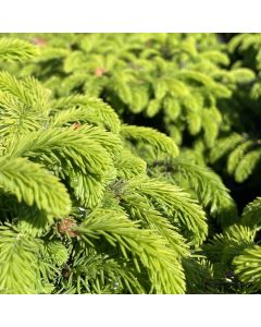 Nest Norway Spruce