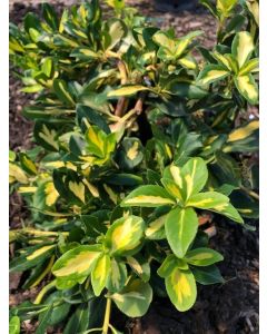 Blondy Euonymus