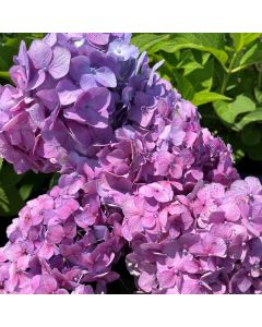 Bloomstruck Hydrangea