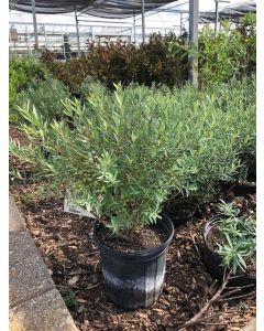 Dwarf Blue Arctic Willow