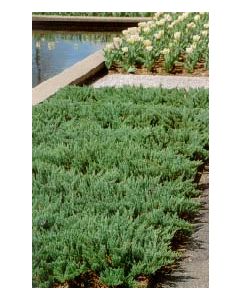 Blue Chip Juniper