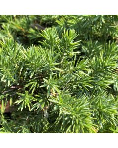 Blue Pacific Juniper