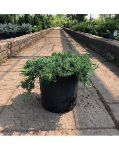 Blue Rug Juniper