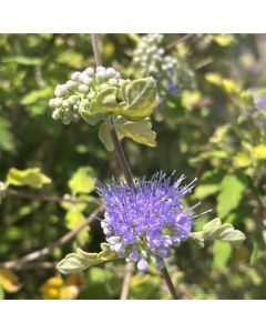 Sunshine Blue Bluebeard