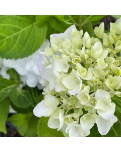 Endless Summer Blushing Bride Hydrangea