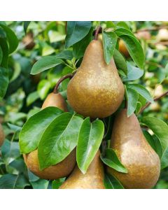 Bosc Pear Tree