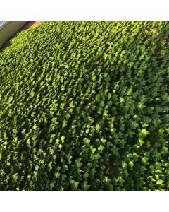 Boston Ivy