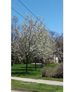 Bradford Pear