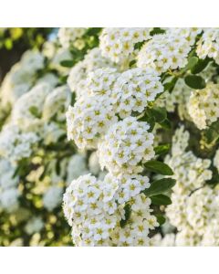 Bridalwreath Spirea