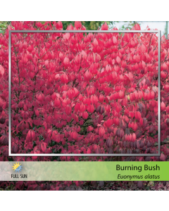 Burning Bush