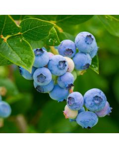 Cabernet Splash Blueberry