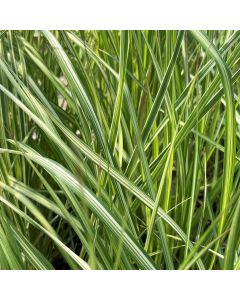 Calamagrostis 'Avalanche' 1G