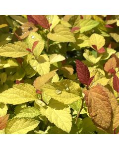 Double Play Candy Corn Spirea