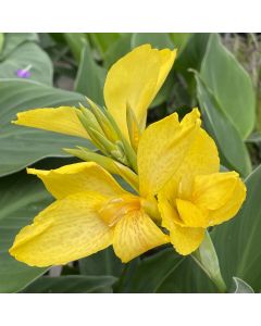 Canna Lily 'Cannova Yellow' 1G