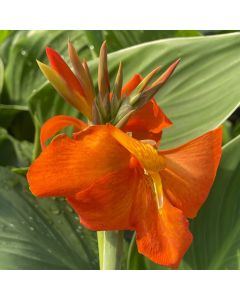 Canna Lily 'Cannova Orange' 1G