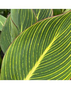 Canna Lily 'Pretoria' 1G