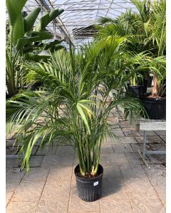 12" Cat Palm