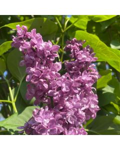 Charles Joly Lilac