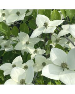 China Girl Flowering Dogwood