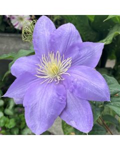 Cezanne Clematis