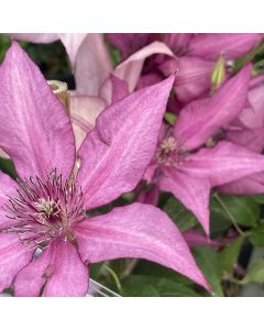 Giselle Garland Clematis