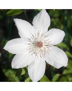 Henryi Clematis