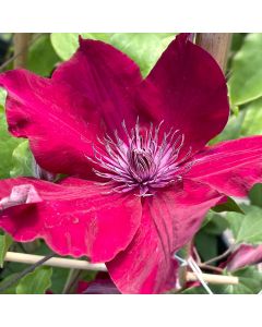 Nubia Boulevard Clematis