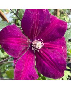 Rouge Cardinal Clematis