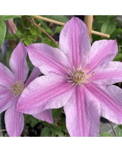 Sally Boulevard Clematis