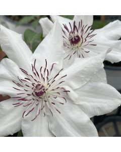 Fragrant Star Clematis