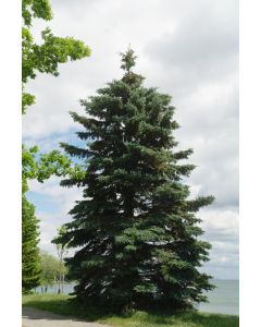 Colorado Spruce