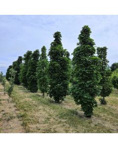 Columnar Norway Maple