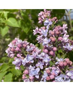 Common Lilac