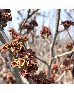 Common Witchhazel