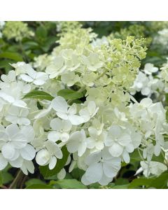 Confetti Hydrangea