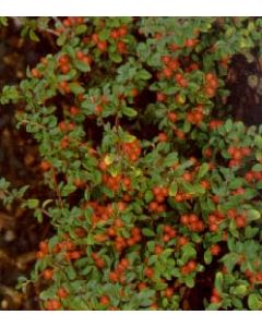 Coral Beauty Cotoneaster