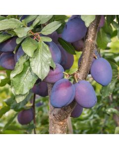 Damson Plum Tree