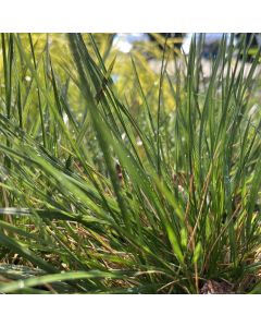 Tufted Hairgrass 'Goldtau' 1G