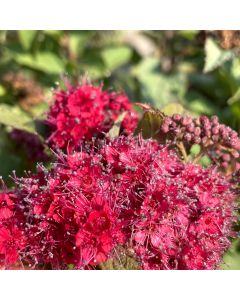 Double Play Doozie Spirea