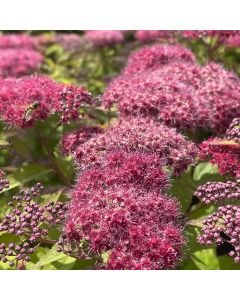 Double Play Red Spirea