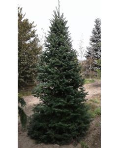 Douglas Fir