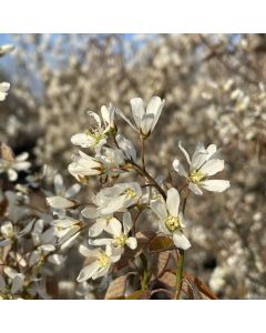 Downy Serviceberry Clump