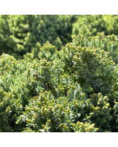 Japanese Garden Juniper