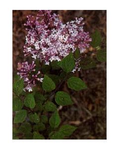 Dwarf Korean Lilac