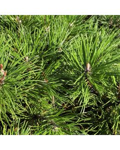 Dwarf Mugo Pine