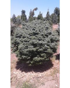 Dwarf Serbian Spruce Std