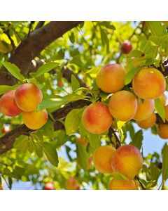 Early Golden Plum Tree