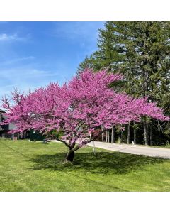 Eastern Redbud Tree