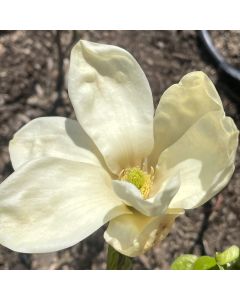 Elizabeth Magnolia